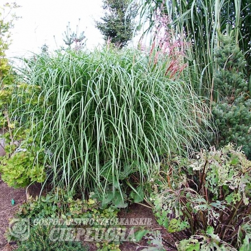 Miscanthus sinensis Rotsilber - Мискантус  китайский - Miscanthus sinensis Rotsilber