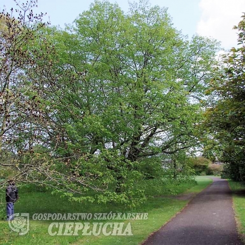 Ostrya carpinifolia - Хмелегра́б обыкнове́нный - Ostrya carpinifolia
