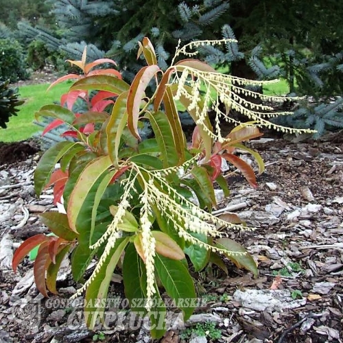 Oxydendrum arboreum-Оксидендрум древовидный - Oxydendrum arboreum