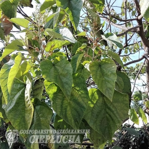 Paulownia tomentosa  Coreana  -Пауловния - Paulownia tomentosa  Coreana