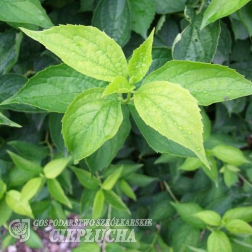 Philadelphus coronarius 'Aureus' - Чубушник венечный - Philadelphus coronarius 'Aureus'