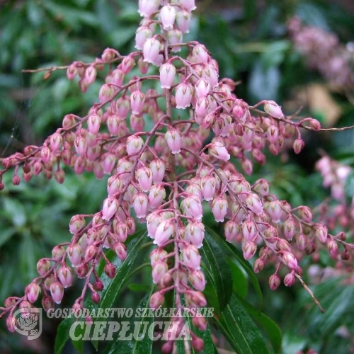 Pieris japonica 'Boltman's Pink'-  pieris japoński - Pieris japonica 'Boltman's Pink'