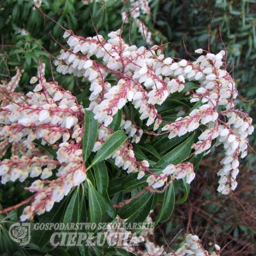 Pieris japonica 'Rosalinda'-Пиерис японский - Pieris japonica 'Rosalinda'