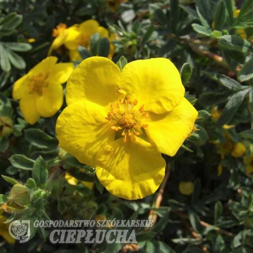 Potentilla fruticosa 'Sommerflor'- Лапчатка кустарниковая - Potentilla fruticosa 'Sommerflor'