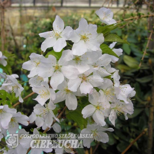 Prunus nipponica  'Brillant' - Prunus kurilensis ; Zwergkirsche - Prunus nipponica  'Brillant' ; Prunus kurilensis ;  Prunus nipponica var kurilensis