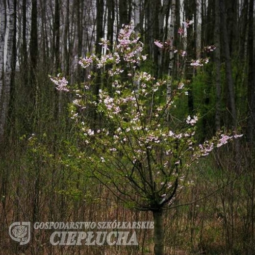 Prunus x subhirtella 'Autumnalis Rosea'- Вишня подшёрстная Пендула - Prunus x subhirtella 'Autumnalis Rosea'
