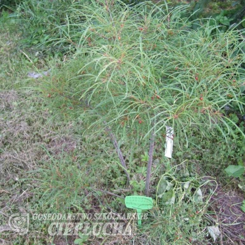 Frangula alnus 'Asplenifolia' - kruszyna pospolita ; szakłak kruszyna ; wilczyna, troszczyna - Frangula alnus 'Asplenifolia' ; Rhamnus frangula
