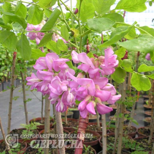Robinia hispida-Borstige Robinie ; Scheinakazie - Robinia hispida