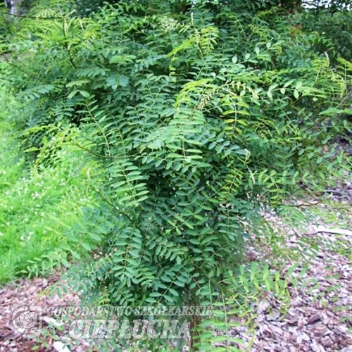 Robinia pseudoacacia Myrtifolia -Робиния pseudoacacia - Robinia pseudoacacia Myrtifolia