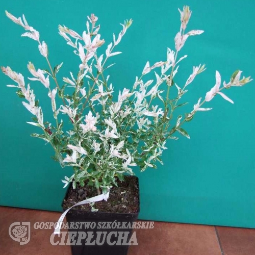 Salix integra 'Hakuro-nishiki' - wierzba całolistna - Salix integra 'Hakuro-nishiki'