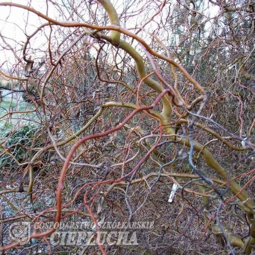 Salix babylonica var. pekinensis  Tortuosa - И́ва вавило́нская - Salix babylonica var. pekinensis Tortuosa ; Salix matsudana