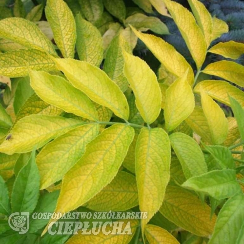 Sambucus nigra 'Aurea'- Бузина черная - Sambucus nigra 'Aurea'