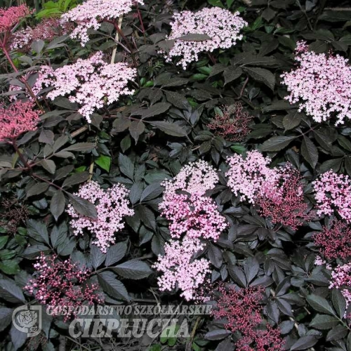Sambucus nigra 'Thundercloud'- Бузина черная - Sambucus nigra 'Thundercloud'