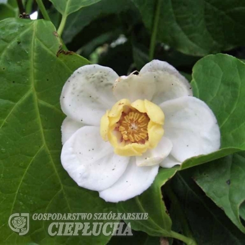 Sinocalycanthus chinensis- Каликантус китайский ; Каликант - Sinocalycanthus chinensis ; Calycanthus sinensis