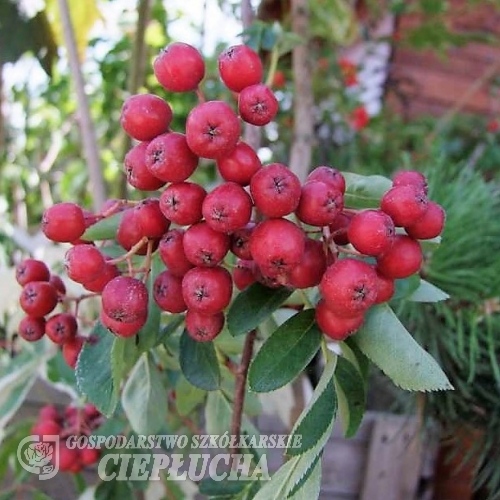 Sorbus  Titan -Рябина - Sorbus  Titan ; Sorbus aucuparia Titan