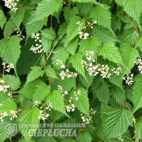 Stephanandra tanakae -Стефанандра Танаки - Stephanandra tanakae ; Neillia tanakae