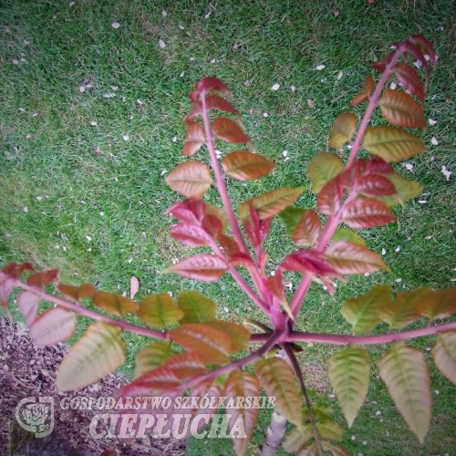 Toona sinensis Flamingo - Цедрела Китайская - Toona sinensis Flamingo   ;  Cedrela sinensis