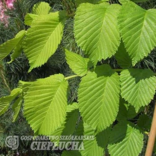 Ulmus glabra 'Lutescens' - Bergulme - Ulmus glabra 'Lutescens'