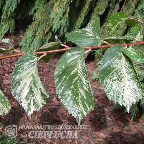 Ulmus minor 'Argenteovariegata' - Field elm - Ulmus minor 'Argenteovariegata' ; Ulmus campestris ; Ulmus carpinifolia ; Ulmus foliacea ;