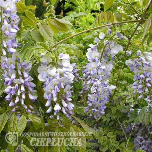 Wisteria sinensis -Глициния китайская - Wisteria sinensis