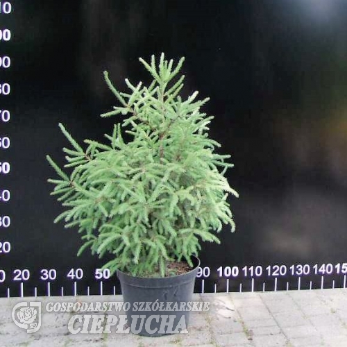 Picea mariana 'Jana' - świerk czarny - Picea mariana 'Jana'