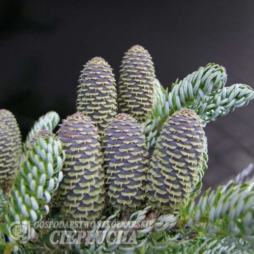 Abies koreana 'Silberlocke' - jodła koreańska - Abies koreana 'Silberlocke'