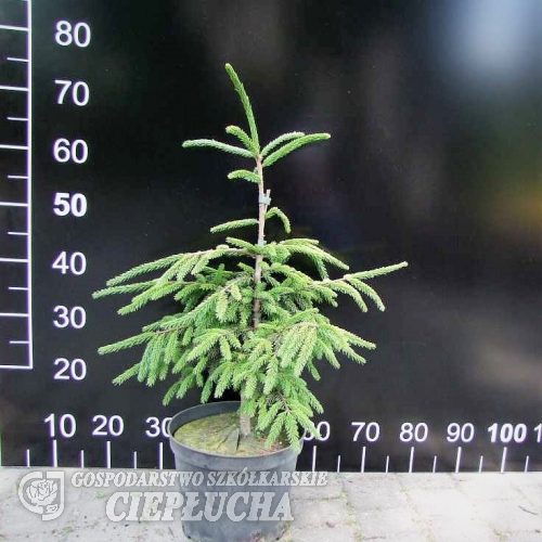 Picea orientalis 'Aurea' - Oriental Spruce - Picea orientalis 'Aurea'