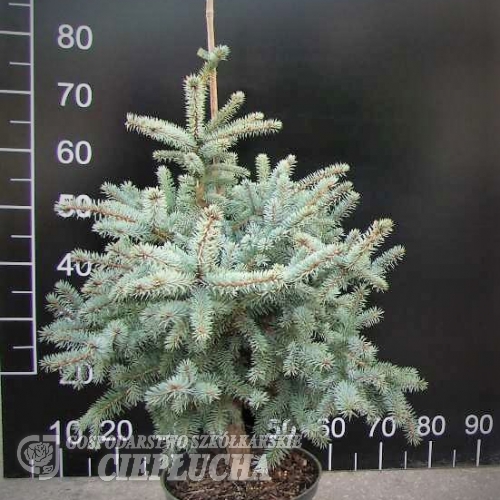 Picea pungens 'Blue Trinket' - świerk kłujący - Picea pungens 'Blue Trinket'