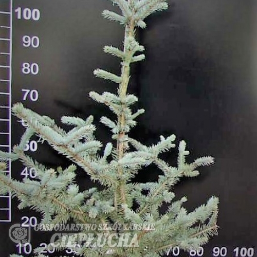 Picea pungens 'Iseli Foxtail' - Eль колючая - Picea pungens 'Iseli Foxtail'