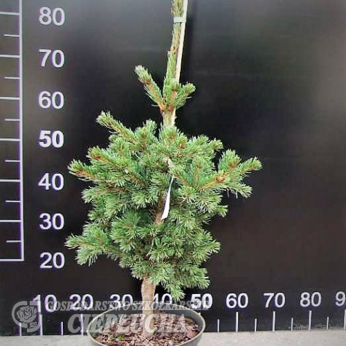 Picea pungens 'Lucky Strike' - świerk kłujący - Picea pungens 'Lucky Strike'