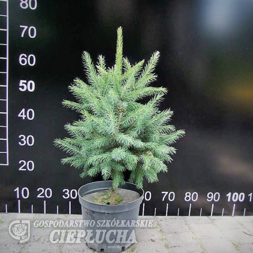 Picea schrenkiana - świerk Schrenka - Picea schrenkiana