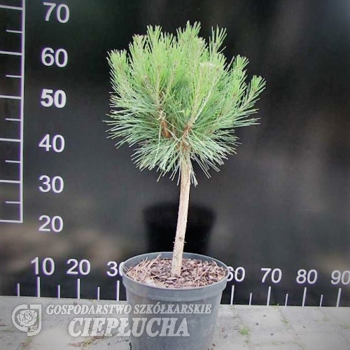 Pinus densiflora 'Compacta' - Japanese pine  ; Japanese red pine, - Pinus densiflora 'Compacta'