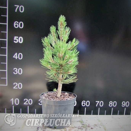 Pinus heldreichii 'Satellit' - sosna bośniacka - Pinus heldreichii 'Satellit' ; Pinus leucodermis