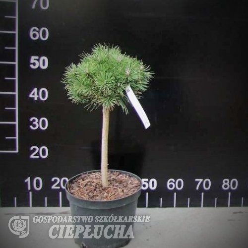 Pinus mugo 'Fructata' - kosodrzewina - Pinus mugo  'Fructata'