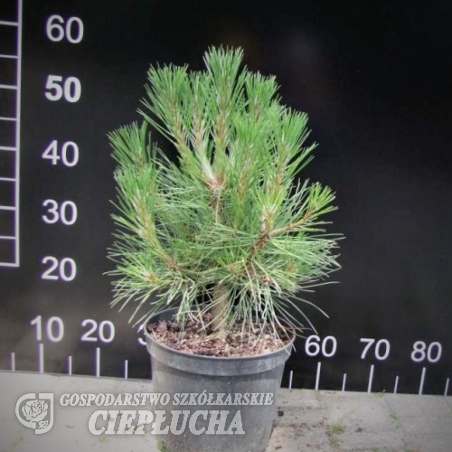 Pinus nigra 'Spielberg' - Cосна черная - Pinus nigra 'Spielberg'