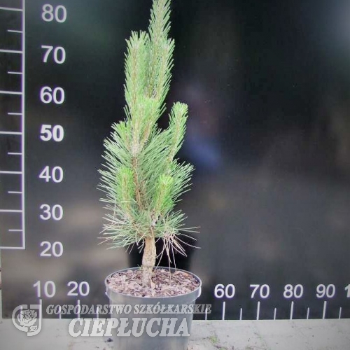 Pinus nigra var. caramanica syn. Pinus nigra subsp. pallasiana - Cосна черная - Pinus nigra var. caramanica syn. Pinus nigra subsp. pallasiana