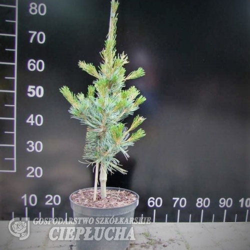 Pinus parviflora 'Hagaromo Seedling' - Cосна мелкоцветковая - Pinus parviflora 'Hagaromo Seedling'