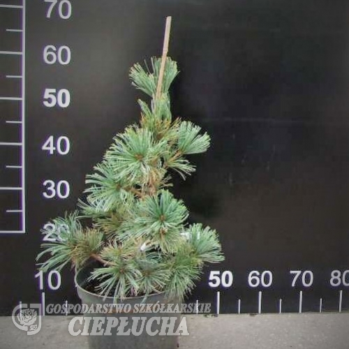 Pinus pumila 'Globe'- sosna karłowa - Pinus pumila 'Globe