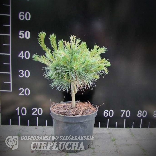 Pinus radiata 'Nana' - sosna kalifornijska - Pinus radiata 'Nana'