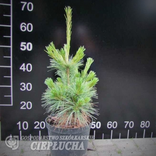 Pinus xschwerinii 'Wiethorst' - Сосна Шверина - Pinus xschwerinii 'Wiethorst'