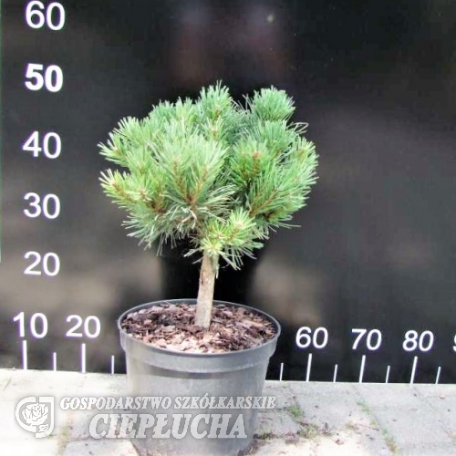 Pinus sylvestris 'Longmoor' - Cосна обыкновенная - Pinus sylvestris 'Longmoor'