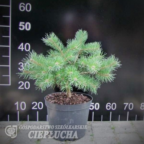 Pinus sylvestris  'Saxatilis' - Cосна обыкновенная - Pinus sylvestris  'Saxatilis'