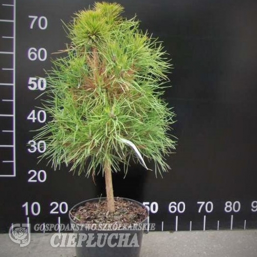 Pinus sylvestris 'Viridis Compacta' - Cосна обыкновенная - Pinus sylvestris 'Viridis Compacta'