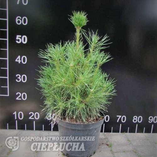 Pinus sylvestris 'Xawery' - Scots pine - Pinus sylvestris 'Xawery'