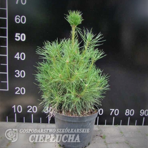 Pinus sylvestris 'Xawery' - Wald-Kiefer - Pinus sylvestris 'Xawery'