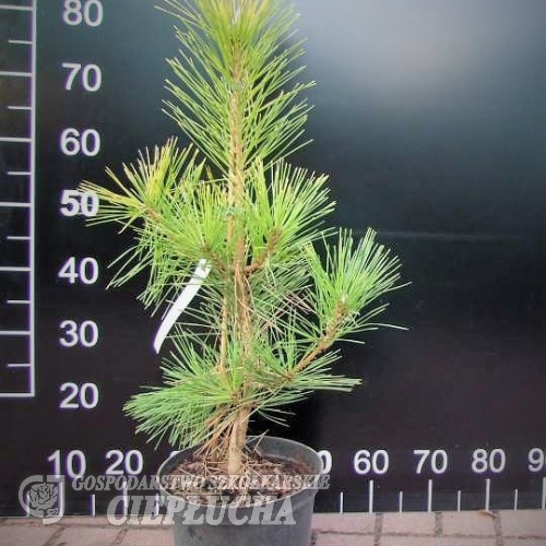 Pinus thunbergii 'Ogon' - sosna Thunberga - Pinus thunbergii 'Ogon'