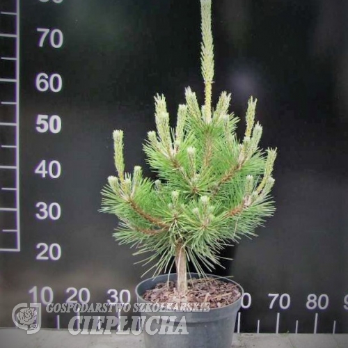 Pinus thunbergii 'Sayonara' - sosna Thunberga - Pinus thunbergii 'Sayonara'