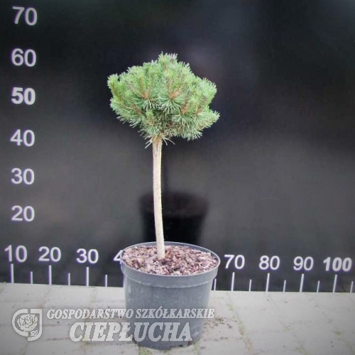 Pinus mugo 'Uncinata Compacta' - Сосна пиренейская - Pinus mugo 'Uncinata Compacta' ; Pinus uncinata