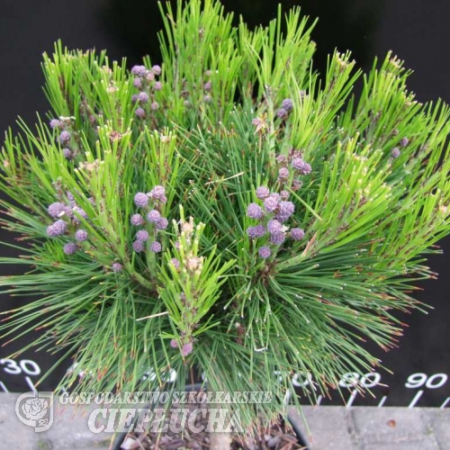 Pinus mugo 'Grüne Welle' - kosodrzewina ; sosna górska - Pinus mugo 'Grüne Welle' ;  Pinus uncinata