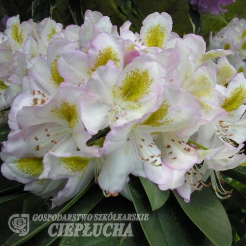 Albarello- Рододендрон гибридный - Albarello - Rhododendron hybridum